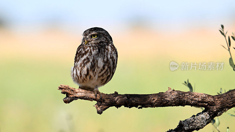 小猫头鹰(Athena noctua)